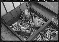 Salmon in fishing boat unloading at the docks of the Columbia River Packing Association, Astoria, Oregon by Russell Lee