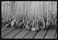 Floats on nets used in salmon fishing, Astoria, Oregon by Russell Lee