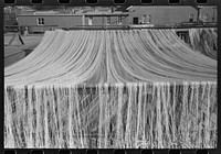 Nets drying in the sun, Astoria, Oregon by Russell Lee