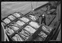 Unloading boxes of salmon from fishing boat at docks of Columbia River Packing Association, Astoria, Oregon by Russell Lee