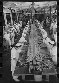 [Untitled photo, possibly related to: Sliced salmon ready for canning, Columbia River Packing Association, Astoria, Oregon] by Russell Lee