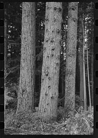 Trees on holdings of the Long Bell Lumber Company, Cowlitz County, Washington by Russell Lee