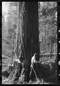One of the two fallers who saw down trees, Long Bell Lumber Company, Cowlitz County, Washington by Russell Lee