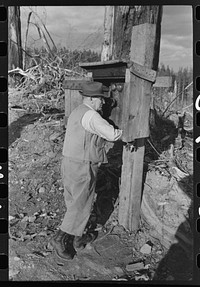 Superintendent of logging operation telephones. A network of telephone wires connects different places of logging operations in the woods. Long Bell Lumber Company, Cowlitz County, Washington. He is wearing "tin pants" which are kahki pants that have been waterproofed, usually with paraffin by Russell Lee