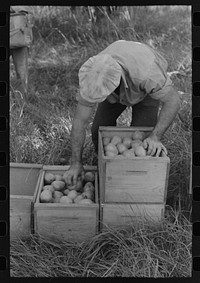 [Untitled photo, possibly related to: Pear picker, Hood River, Oregon] by Russell Lee