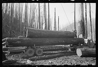 Loading logs onto truck for transportation to mill. Gyppo logging operations, Tillamook County, Oregon. The small, independent loggers are called gyppos by Russell Lee