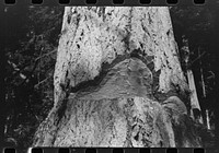Trunk of fir tree showing undercut, Cowlitz County, Washington by Russell Lee