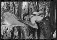 [Untitled photo, possibly related to: A faller who is pouring oil on this saw while falling a tree, Cowlitz County, Washington] by Russell Lee