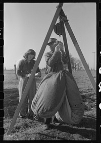 Weighing in cotton, Tulare County, California by Russell Lee