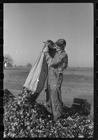 Cotton picker, Tulare County, California by Russell Lee