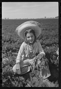 Agricultural worker in the carrot field, Yuma County, Arizona by Russell Lee
