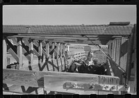 [Untitled photo, possibly related to: Brawley, California (vicinity). Cattle corral. Many cattle are fed for marketing] by Russell Lee