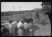 Driving cattle into corral before shipment to market. Brawley, California. These are Mexican cattle and are not typical of the fine cattle usually found in this section by Russell Lee