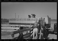 Loading cattle into trailer for shipment to market. Brawley, California by Russell Lee