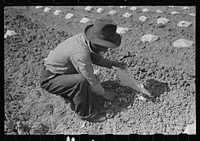 [Untitled photo, possibly related to: Workmen put paper caps over young melon plants in order to protect the plants from sun and wind. Imperial County, California] by Russell Lee