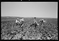 Nyssa, Oregon. FSA (Farm Security Administration) mobile camp. Japanese-Americans working in the sugar beets by Russell Lee