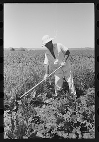 Nyssa, Oregon. FSA (Farm Security Administration) mobile camp. A Japanese-American working in the sugar beets by Russell Lee