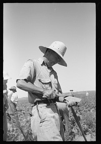 Nyssa, Oregon. FSA (Farm Security Administration) mobile camp. A Japanese-American farm worker sharpening a hoe by Russell Lee