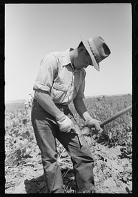 Nyssa, Oregon. FSA (Farm Security Administration) mobile camp. A Japanese-American farm worker sharpening a hoe by Russell Lee