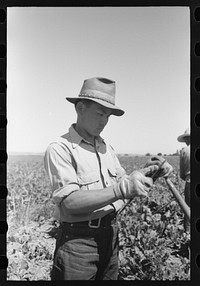 [Untitled photo, possibly related to: Nyssa, Oregon. FSA (Farm Security Administration) mobile camp. A Japanese-American farm worker sharpening a hoe] by Russell Lee