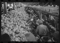 Migratory agricultural workers grading cabbages at the Webster Canning Company, Cheriton, Virginia. Sourced from the Library of Congress.