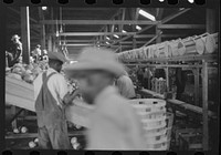 [Untitled photo, possibly related to: Migratory agricultural workers grading cabbages at the Webster Canning Company, Cheriton, Virgina]. Sourced from the Library of Congress.