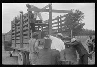 Migrants getting luggage aboard the truck which will take them from Belcross, North Carolina to another job at Onley, Virginia. Sourced from the Library of Congress.