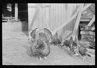 [Untitled photo, possibly related to: Turkey on the farm of a French-Canadian potato farmer in Soldier Pond, Maine]. Sourced from the Library of Congress.