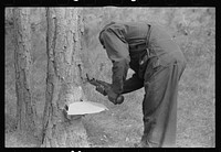 Chipping turpentine on a second-year face with a "hack." Near Pembroke, Georgia. Sourced from the Library of Congress.