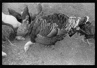[Untitled photo, possibly related to: Turkey on the farm of a French-Canadian potato farmer in Soldier Pond, Maine]. Sourced from the Library of Congress.