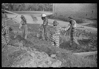 [Untitled photo, possibly related to: Georgia convicts working on a road in Oglethorpe County]. Sourced from the Library of Congress.