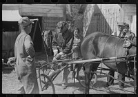 [Untitled photo, possibly related to: At the stables by the sulky racetrack at the "World's Fair" in Tunbridge, Vermont]. Sourced from the Library of Congress.