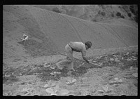 [Untitled photo, possibly related to: Cultivating tobacco in a field near Barranquitas, Puerto Rico]. Sourced from the Library of Congress.