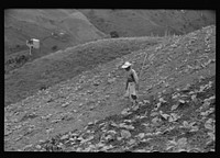 [Untitled photo, possibly related to: Cultivating tobacco in a field near Barranquitas, Puerto Rico]. Sourced from the Library of Congress.