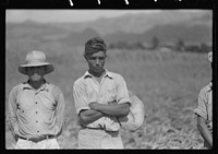[Untitled photo, possibly related to: Farm laborers in the sugar fields near Yauco, Puerto Rico]. Sourced from the Library of Congress.