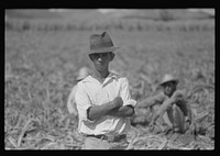 Farm laborers in the sugar fields near Yauco, Puerto Rico. Sourced from the Library of Congress.