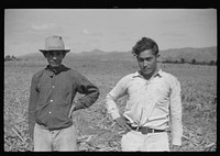 [Untitled photo, possibly related to: Farm laborer working in the sugar fields near Yauco, Puerto Rico]. Sourced from the Library of Congress.