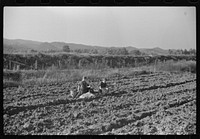 [Untitled photo, possibly related to: Children of homesteaders getting potatoes out of community garden, Tygart Valley, West Virginia]. Sourced from the Library of Congress.