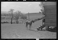 Young colt, Tygart Valley, West Virginia. Sourced from the Library of Congress.