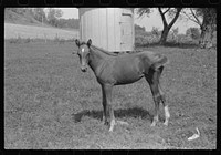 [Untitled photo, possibly related to: Young colt, Tygart Valley, West Virginia]. Sourced from the Library of Congress.