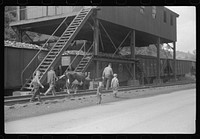 Even the cow goes home along the tracks, the main thoroughfare. Scotts Run, West Virginia. Sourced from the Library of Congress.