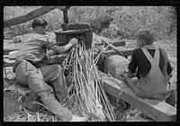 Pressing juice from sugarcane to make sorghum, Racine, West Virginia. Sourced from the Library of Congress.