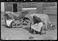 Mrs. Watkins, FSA (Farm Security Administration) borrower, and her helper, milking cows. She sells from eight to ten pounds of butter each week. Coffee County, Alabama by Marion Post Wolcott