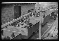 [Untitled photo, possibly related to: Coal miners in cars ready for next "trip" into mines, Maidsville, West Virginia]. Sourced from the Library of Congress.