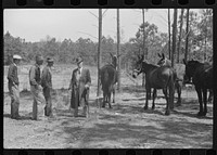 Horse and mule traders from Atlanta set up temporary camp to sell to nearby farmers near Covington, Georgia. Sourced from the Library of Congress.