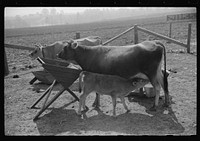 Mrs. Watkins, FSA (Farm Security Administration) borrower, Coffee County, Alabama, has two milk cows. She sells eight to ten pounds of butter each week. Sourced from the Library of Congress.