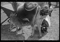 [Untitled photo, possibly related to: Mrs. Watkins, FSA (Farm Security Administration) borrower, Coffee County, Alabama, has two milk cows. She sells eight to ten pounds of butter each week]. Sourced from the Library of Congress.