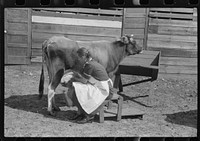 [Untitled photo, possibly related to: Mrs. Watkins, FSA (Farm Security Administration) borrower, Coffee County, Alabama, has two milk cows. She sells eight to ten pounds of butter each week]. Sourced from the Library of Congress.