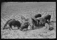 Mr. Jones, FSA (Farm Security Administration) borrower, with his shoats. Coffee County, Alabama by Marion Post Wolcott