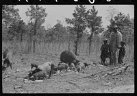 Charlie McGuire, his two sons and their sows and some shoats. Tenant purchase family, Pike County, Alabama. Sourced from the Library of Congress.